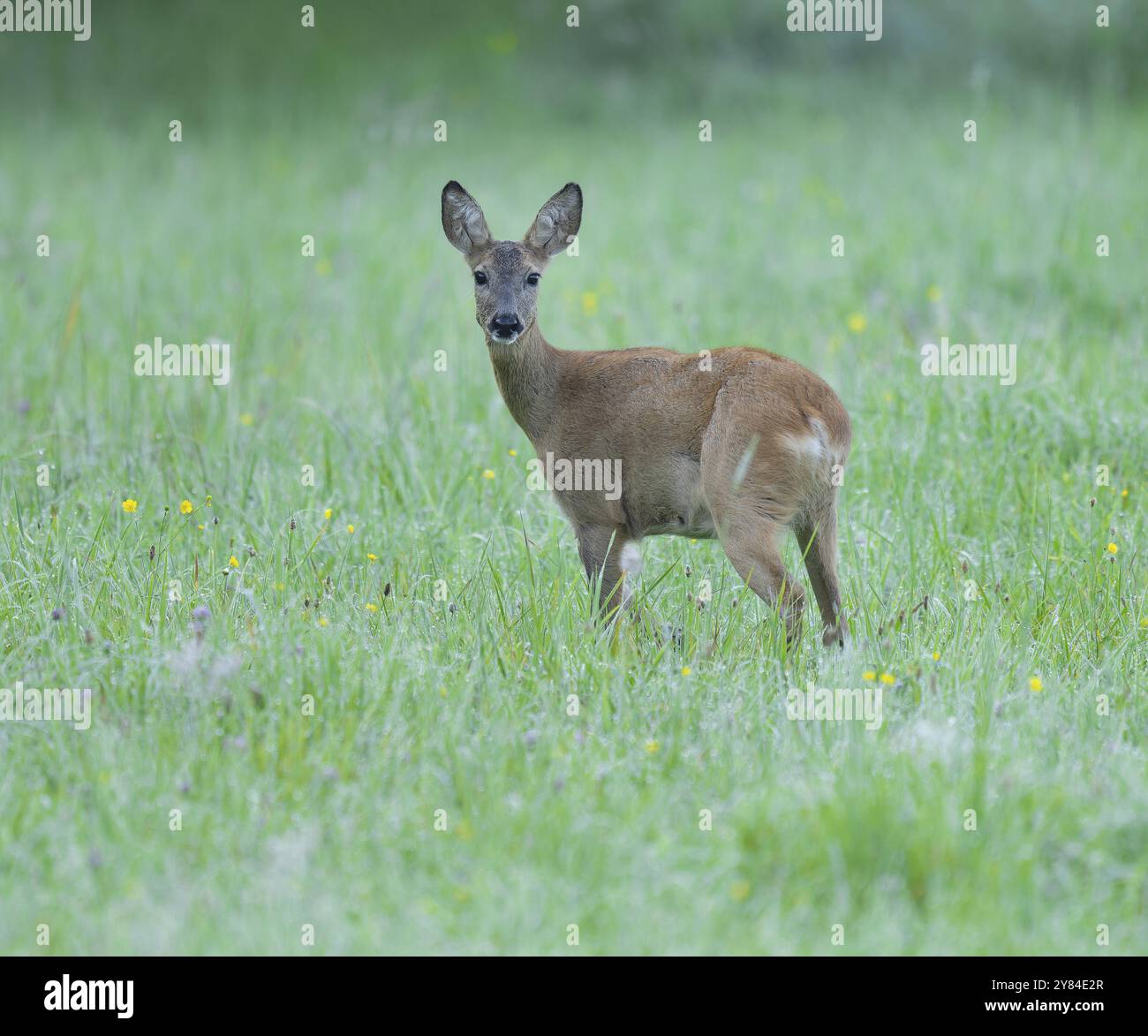 Rehe (Capreolus capreolus), Rehe, die auf einer Wiese stehen und aufmerksam schauen, Wildtiere, Niedersachsen, Deutschland, Europa Stockfoto