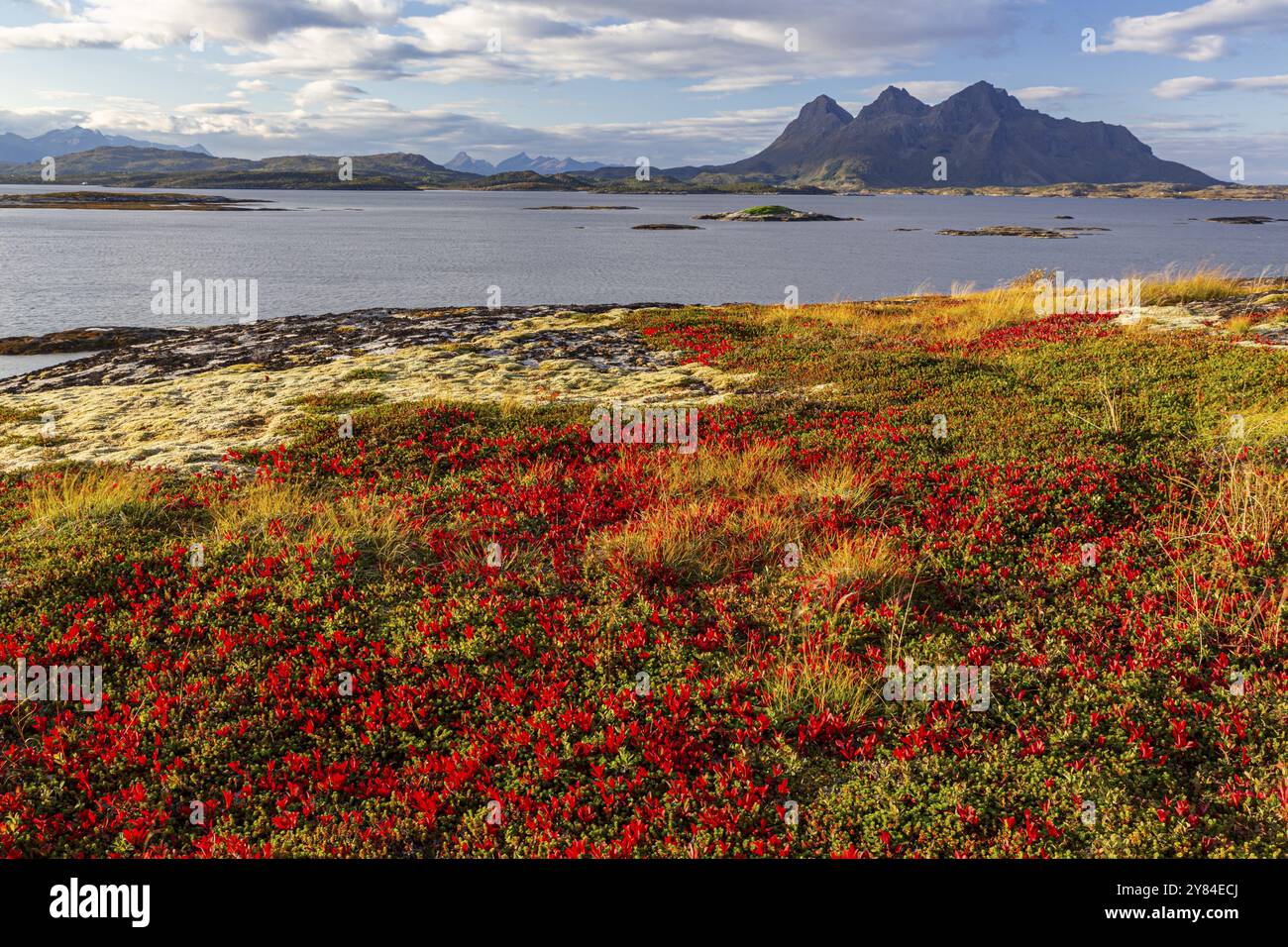 Herbstliche Tundra, Morgenlicht, bewölkte Stimmung, Berge, Küste, Tranoy, Ofoten, Norwegen, Europa Stockfoto