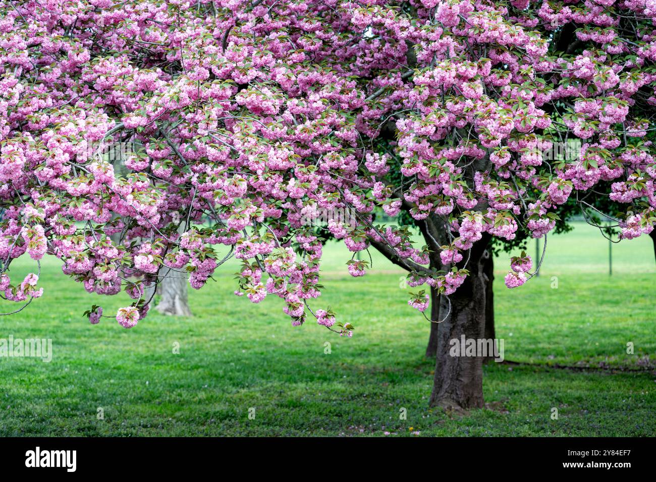 WASHINGTON DC, USA – die Kirschbäume von Kwanzan/Kanzan zeigen ihre unverwechselbaren, doppelt rosa Blüten im East Potomac Park. Diese Zierkirschen, bekannt für ihre spätere Blüte als die berühmten Yoshino-Kirschen, schaffen dramatische Darstellungen von tiefrosa Blüten. Die Kwanzan-Kirschen verlängern die Kirschblüte Washingtons über die Blüte des Gezeitenbeckens hinaus. Stockfoto