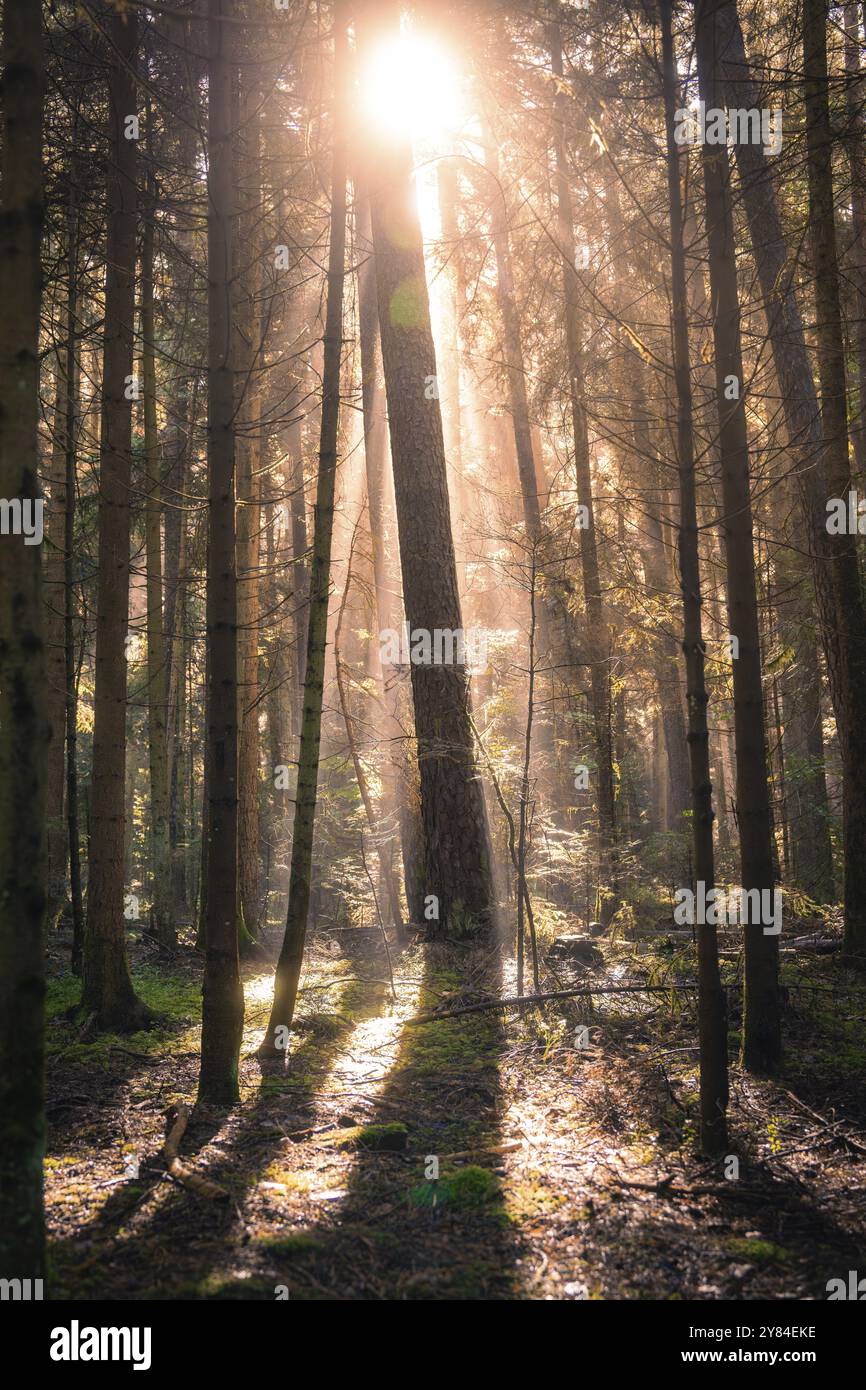 Sonnenstrahlen durchbrechen das Baldachin und beleuchten einen ruhigen Wald, schaffen lange Schatten und eine friedliche Atmosphäre, Calw, Schwarzwald, Deutschland, Europa Stockfoto