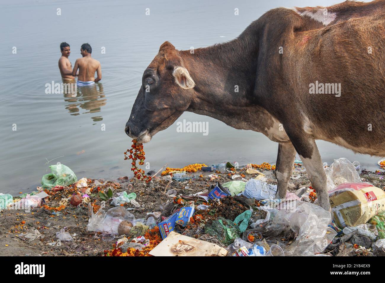 Zwei Bademänner, heilige Kühe, die Müll essen, Ganges Flussufer, Ganges, Varanasi oder Benares oder Kashi, Uttar Pradesh, Indien, Asien Stockfoto