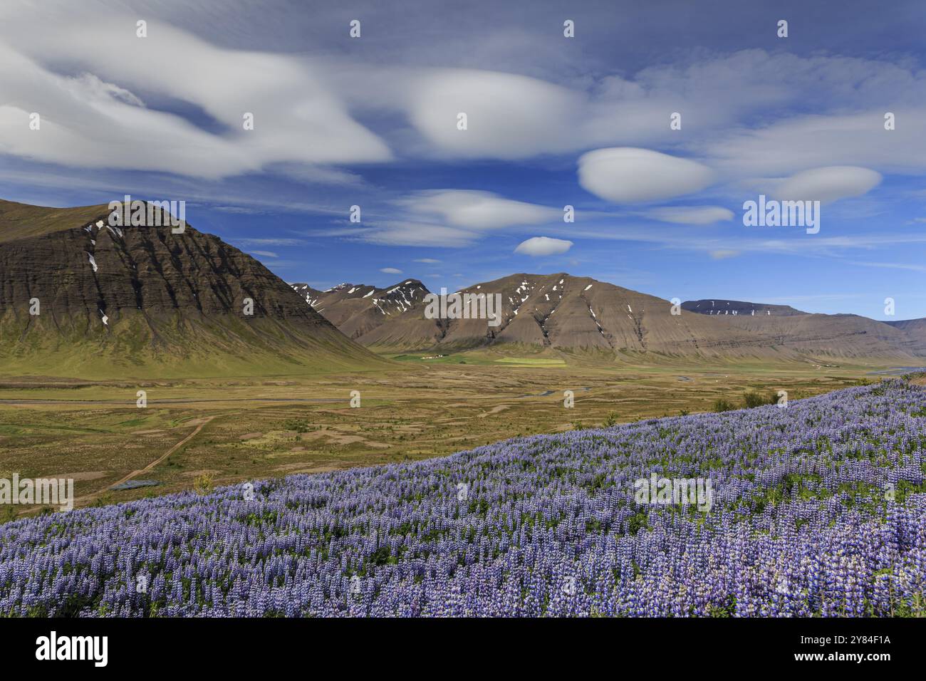 Lupinen, Berge, Sommer, bewölkte Stimmung, sonnig, Westfjorde, Island, Europa Stockfoto