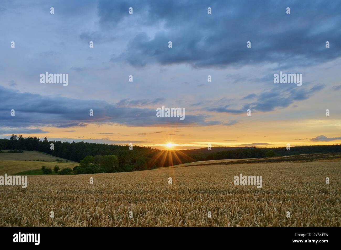 Ein Weizenfeld (Triticum), im Vordergrund, umgeben von Wald unter einem Abendhimmel mit Wolken und Sonnenuntergang, Sommer, Grossheubach, Miltenberg, SPE Stockfoto