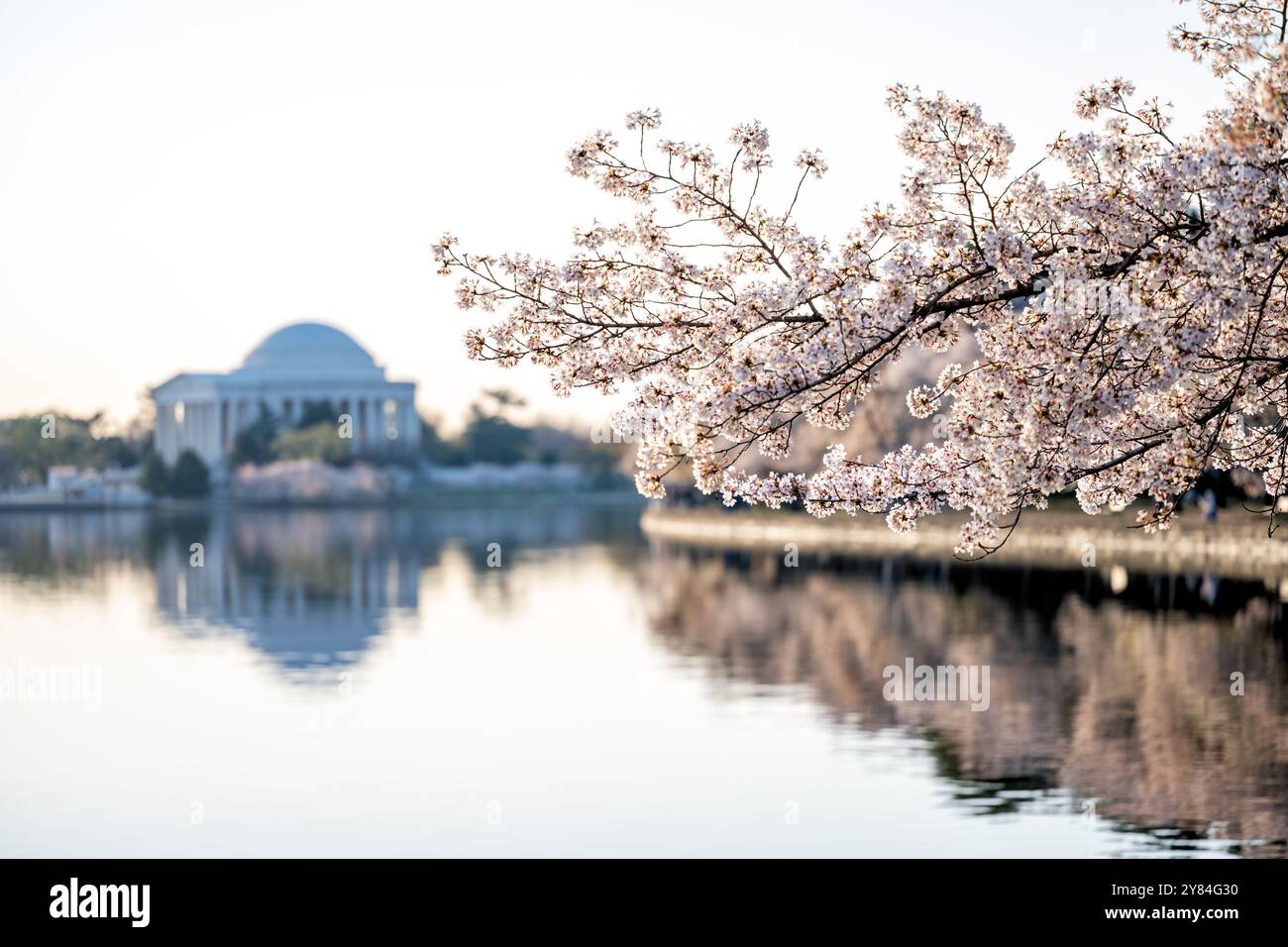 WASHINGTON DC, USA – die Kirschblüten in voller Blüte umrahmen das legendäre Jefferson Memorial gegenüber dem Tidal Basin in Washington DC. Die zarten rosa und weißen Blüten der Yoshino-Kirschbäume bilden einen natürlichen Bogen im Vordergrund, der die neoklassizistische Kuppel der Gedenkstätte perfekt zur Geltung bringt. Dieser klassische Blick im Frühling fängt das Wesen des National Cherry Blossom Festival ein und hebt eines der beliebtesten Wahrzeichen der Hauptstadt hervor. Stockfoto