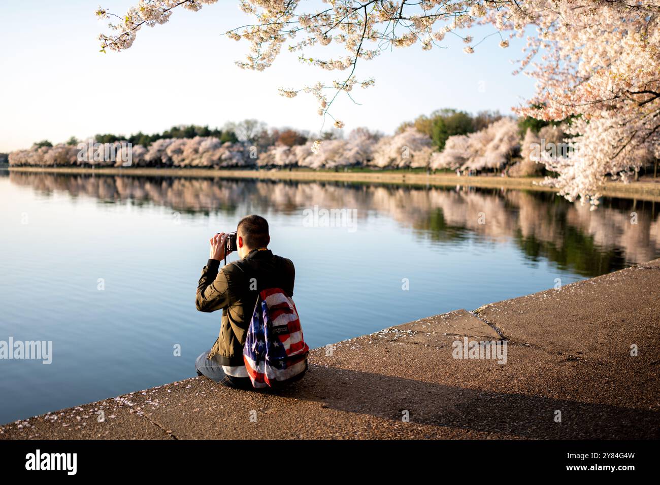 WASHINGTON DC, USA – Besucher machen Fotos von Kirschblüten in voller Blüte entlang des Tidal Basin in Washington DC. Touristen und Einheimische dokumentieren mit Smartphones und Kameras das jährliche Spektakel rosa und weißer Blumen und schaffen eine lebendige Atmosphäre während des Höhepunkts des National Cherry Blossom Festivals. Das Jefferson Memorial ist im Hintergrund zu sehen, eingerahmt von den blühenden Yoshino-Kirschbäumen. Stockfoto