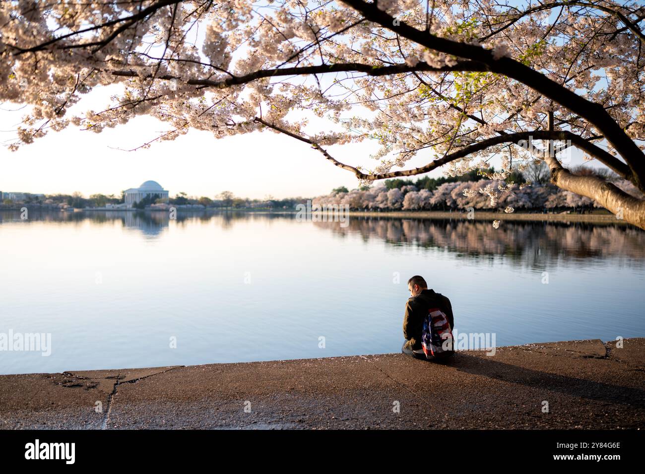 WASHINGTON DC, USA – Ein Mann sitzt an einem ruhigen Morgen auf der Ufermauer des Gezeitenbeckens und bewundert die Kirschblüten in voller Blüte. Das stille Wasser reflektiert die rosa und weißen Blumen der Yoshino-Kirschbäume und schafft eine ruhige und malerische Szene. Dieser ruhige Moment fängt das Wesen des National Cherry Blossom Festival ein und zeigt die Schönheit der berühmten Frühlingsattraktion von Washington DC. Stockfoto