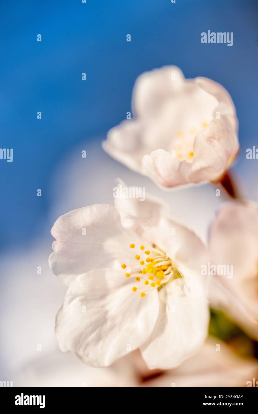 WASHINGTON DC, Vereinigte Staaten – aus nächster Nähe sehen Sie die berühmten Kirschblüten von Washington DC in voller Blüte und zeigen die zarten rosa und weißen Blüten der Yoshino-Kirsche (Prunus x yedoensis). Dieses detaillierte Bild zeigt die komplizierte Struktur der Blumen, mit sichtbaren Staubblättern und Blütenstempeln, und fängt die vergängliche Schönheit ein, die jedes Frühjahr während des National Cherry Blossom Festival Millionen von Besuchern in die Hauptstadt zieht. Stockfoto