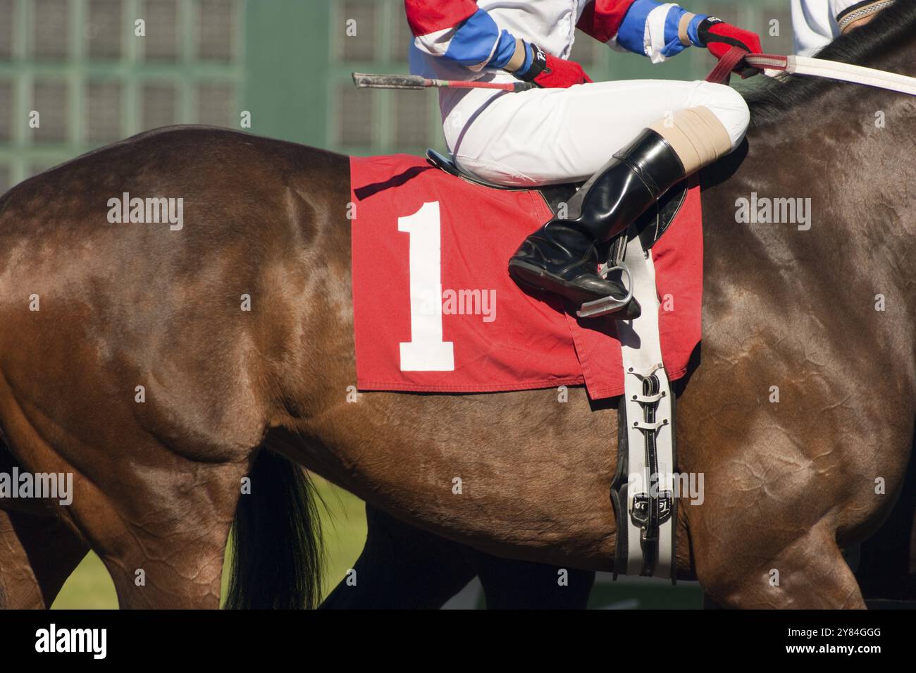 Das Pferd der Nummer eins bereitet sich auf das Starttor auf der Pferderennbahn vor Stockfoto