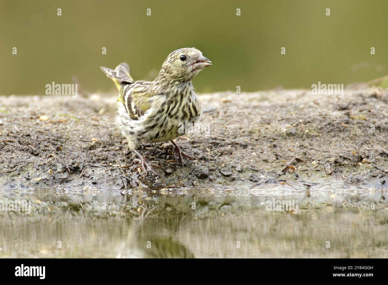 Siskin im Jugendgefieder. Juvenile Siskin Stockfoto