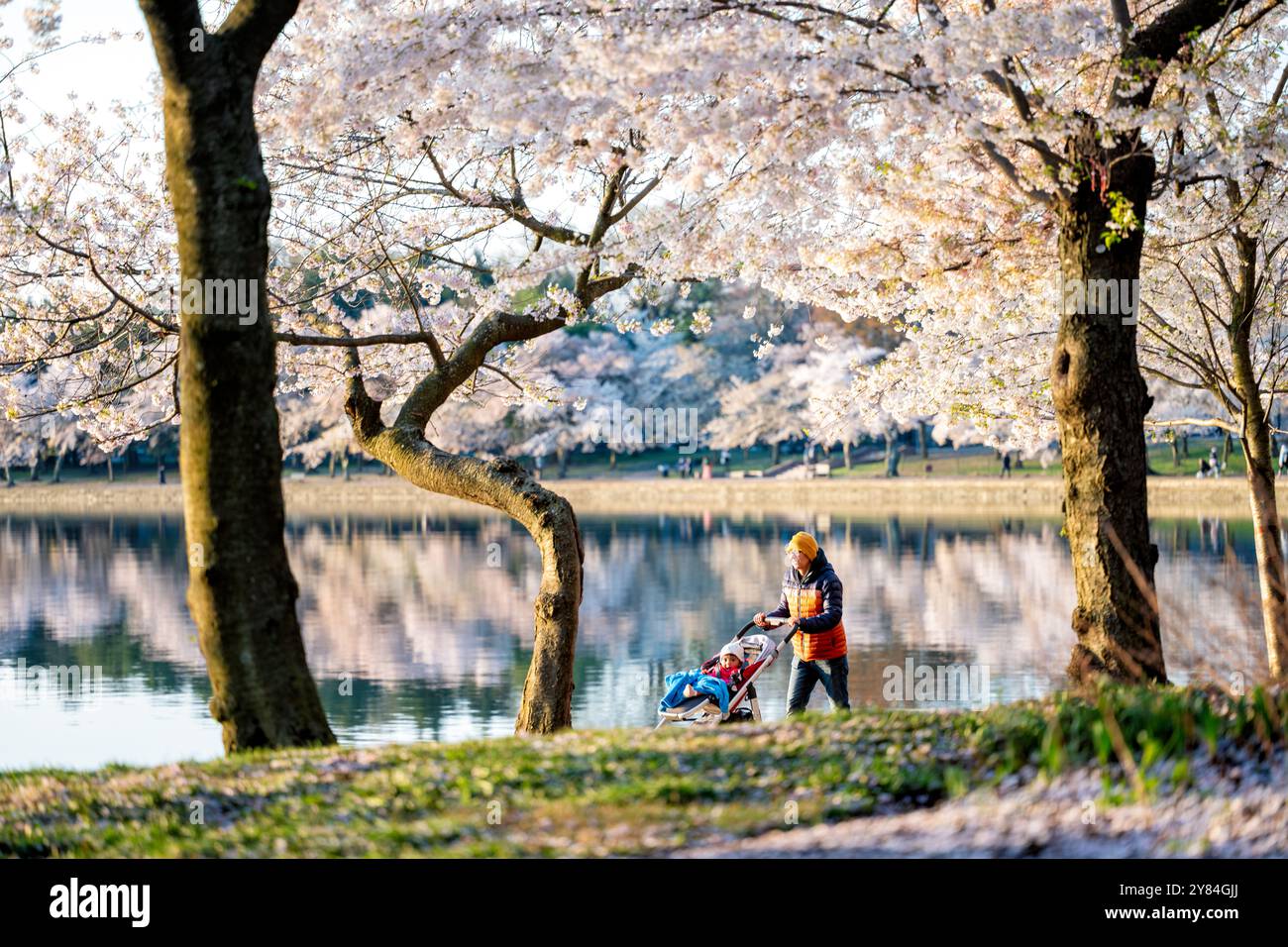 WASHINGTON DC, USA – Besucher genießen die Kirschblüten in voller Blüte am Tidal Basin in Washington DC. Das jährliche Spektakel rosa und weißer Blumen zieht Tausende von Touristen und Einheimische gleichermaßen an, die unter den Baumkronen der Yoshino-Kirschbäume spazieren gehen. Diese Frühlingstradition markiert den Höhepunkt des National Cherry Blossom Festival, bei dem das Geschenk von Bäumen aus Japan in die Vereinigten Staaten von 1912 gefeiert wird. // LIZENZIEREN SIE DIESES BILD: HTTPS://WWW.ALAMY.COM/IMAGE-DETAILS-POPUP.ASP?IMAGEID=%7B611EE617-31D4-43B3-B663-BF1E7C4DDFBB%7D Stockfoto