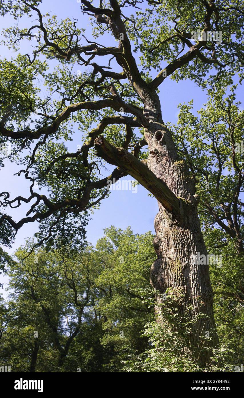 Der Reinhardswald ist eine der größten Wälder und dünnbesiedelten Regionen Deutschlands, innerhalb Hessens das größte zusammenhängende Waldgebiet. Stockfoto