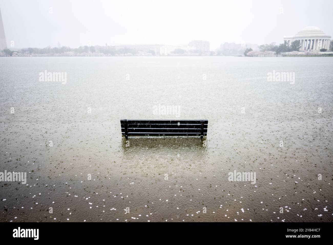 WASHINGTON DC, Vereinigte Staaten — die Überschwemmungen im Tidal Basin verdeutlichen den dringenden Bedarf an dem 113 Millionen US-Dollar teuren Tidal Basin Seawall Reconstruction Project, das im späten Frühjahr 2024 begann. Diese Szene zeigt die ökologischen Herausforderungen, denen sich eine der berühmtesten Landschaften von Washington DC gegenübersieht, da die mangelnde Infrastruktur und der steigende Wasserstand historische Kirschbäume, Denkmäler und die Erreichbarkeit der Besucher in diesem beliebten National Park Service-Gebiet bedrohen. Stockfoto