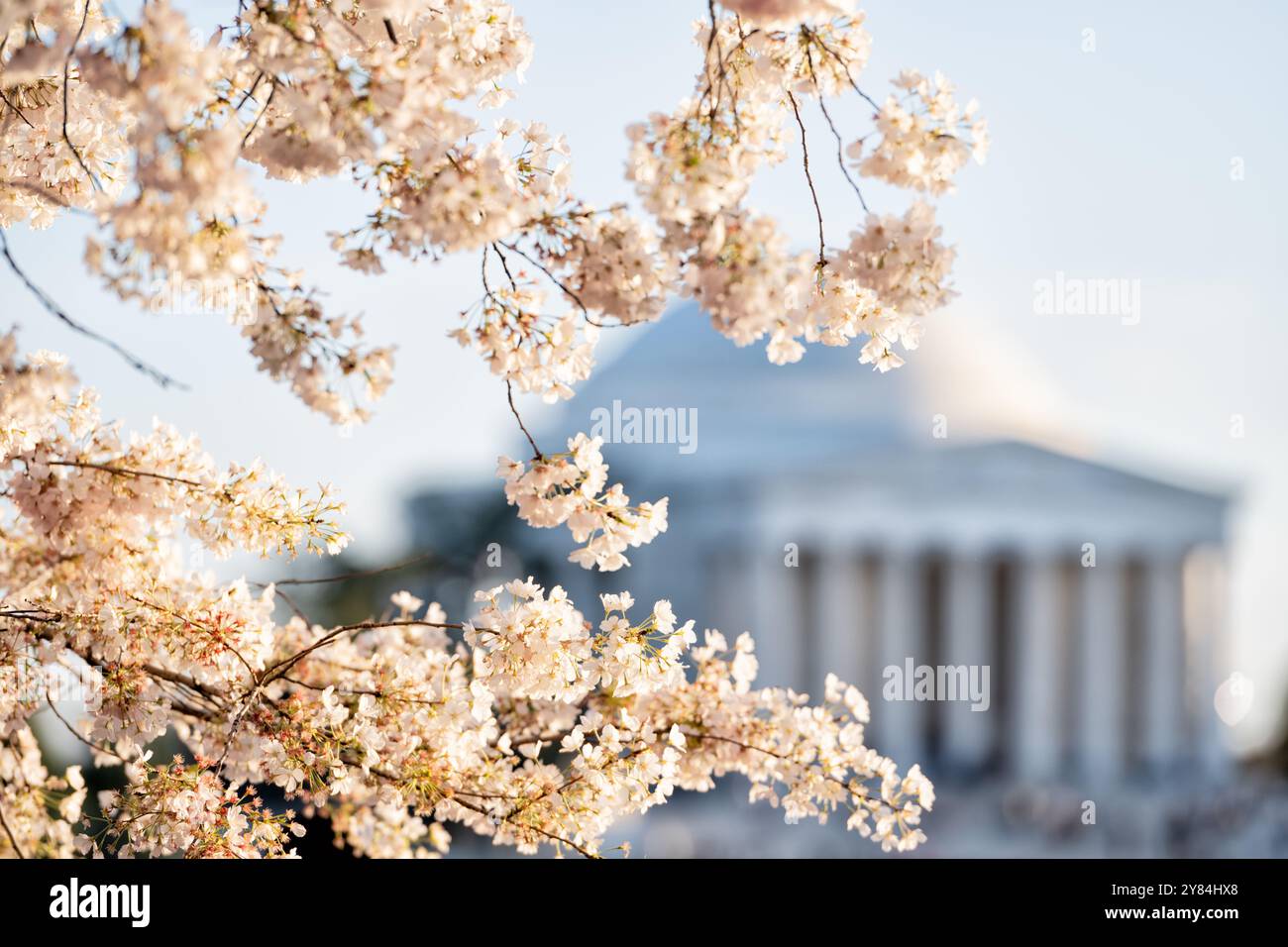 WASHINGTON DC, USA – die Kirschblüten in voller Blüte umrahmen das legendäre Jefferson Memorial gegenüber dem Tidal Basin in Washington DC. Die zarten rosa und weißen Blüten der Yoshino-Kirschbäume bilden einen natürlichen Bogen im Vordergrund, der die neoklassizistische Kuppel der Gedenkstätte perfekt zur Geltung bringt. Dieser klassische Blick im Frühling fängt das Wesen des National Cherry Blossom Festival ein und hebt eines der beliebtesten Wahrzeichen der Hauptstadt hervor. Stockfoto