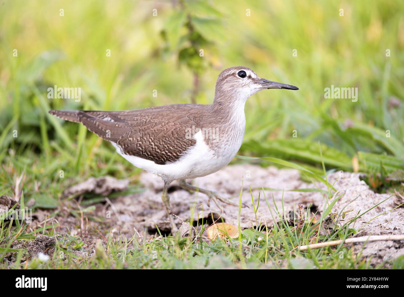 Sandfänger (Actitis hypoleucos), Futtersuche, Nationalpark Schleswig-Holsteinisches Wattenmeer, Deutschland, Europa Stockfoto