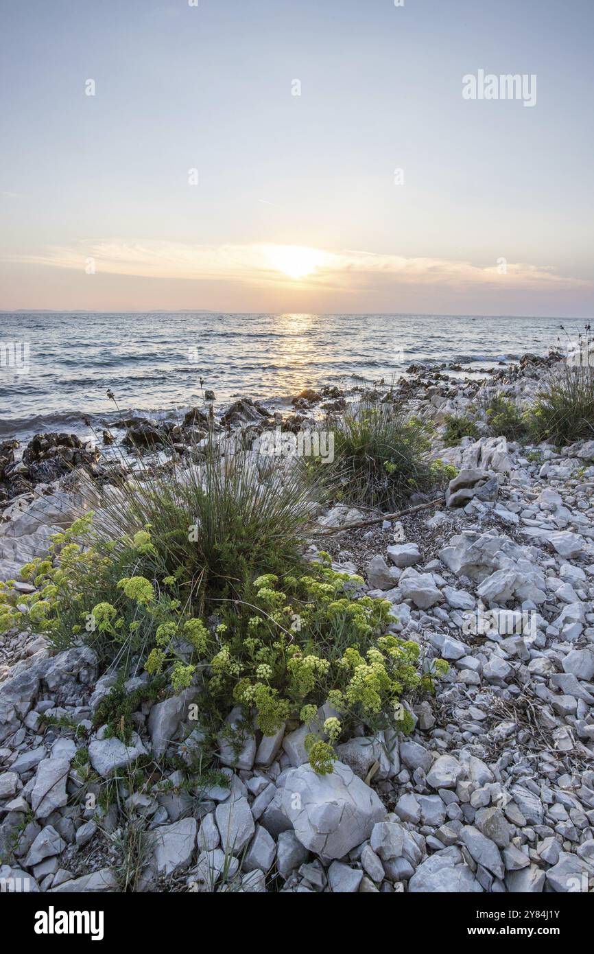 Wunderschöner Sonnenuntergang in einer Landschaft an einer felsigen Küste mit einem markanten Leuchtturm und Kiefernwald. Blick über die Küste zum Gebäude, auf den Mediterranea Stockfoto