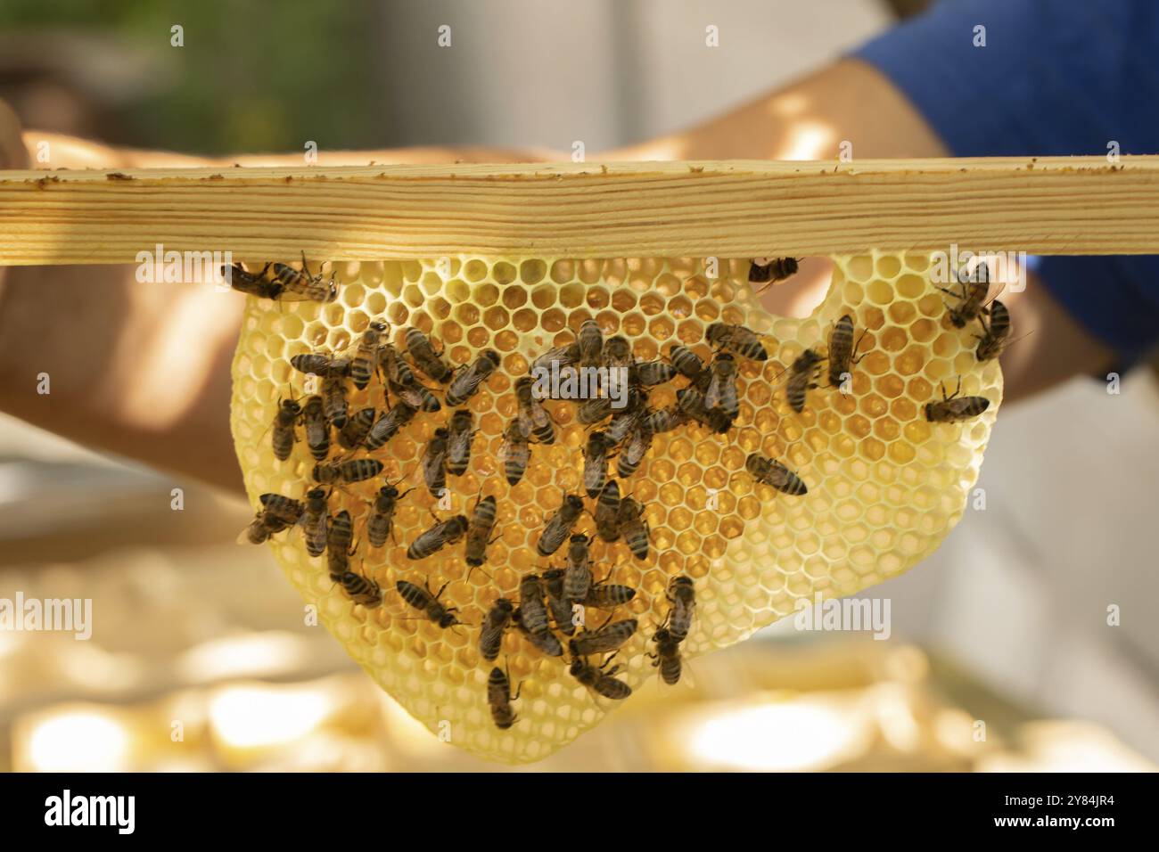 Zunge aus der Wabe, auf der Bienen Honig sammeln. Der Imker hält in seinen Händen einen Rahmen mit einem ausgezogenen Geißel Stockfoto