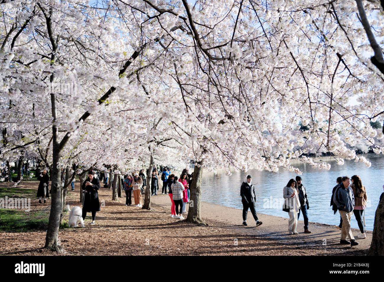 WASHINGTON DC, USA – Besucher genießen die Kirschblüten in voller Blüte am Tidal Basin in Washington DC. Das jährliche Spektakel rosa und weißer Blumen zieht Tausende von Touristen und Einheimische gleichermaßen an, die unter den Baumkronen der Yoshino-Kirschbäume spazieren gehen. Diese Frühlingstradition markiert den Höhepunkt des National Cherry Blossom Festival, bei dem das Geschenk von Bäumen aus Japan in die Vereinigten Staaten von 1912 gefeiert wird. Stockfoto