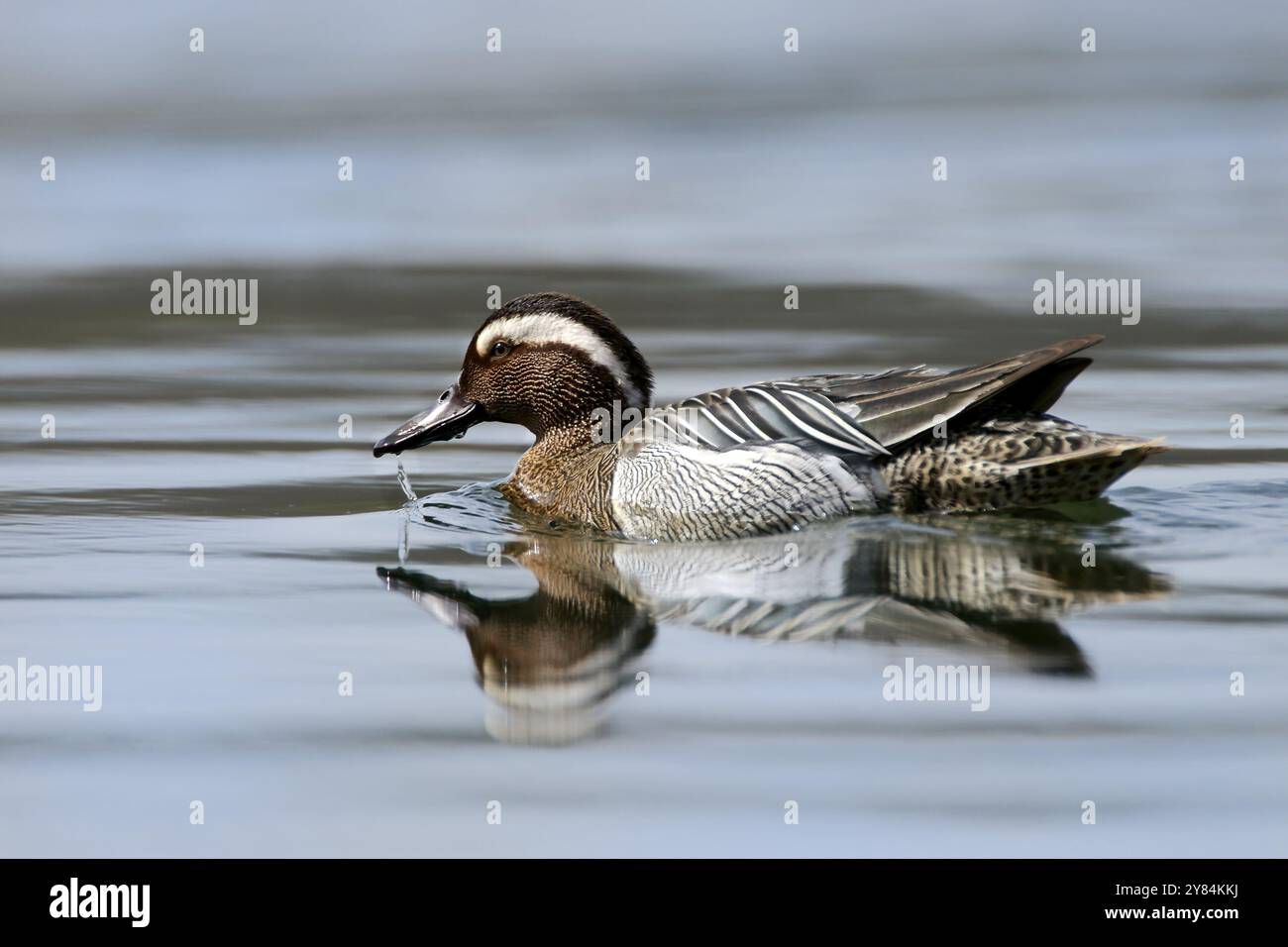 Schwimmendes Garganey Stockfoto