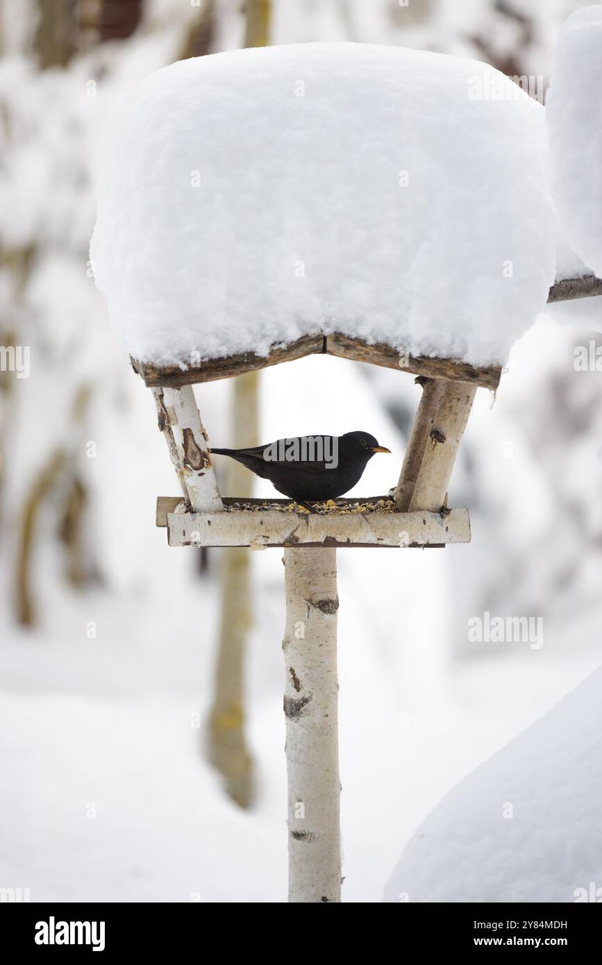 Eine Amsel, Turdus merula, sitzt auf einem schneebedeckten Vogelhaus in einer verschneiten Landschaft, Allensbach, Bodensee, Baden-Wuerttemberg, Deutschland, Europa Stockfoto