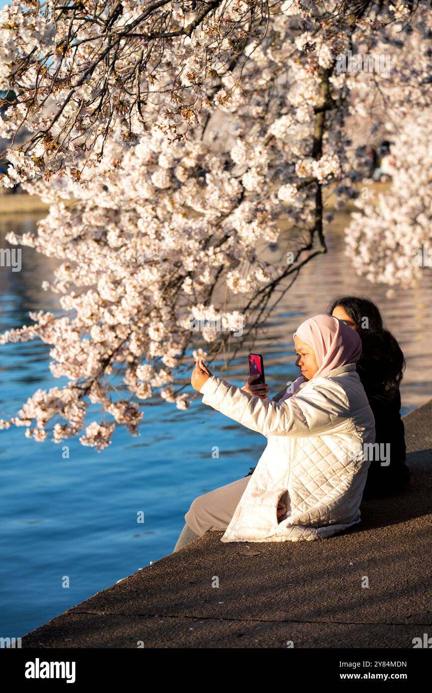 WASHINGTON DC, USA – Besucher machen Fotos von Kirschblüten in voller Blüte entlang des Tidal Basin in Washington DC. Touristen und Einheimische dokumentieren mit Smartphones und Kameras das jährliche Spektakel rosa und weißer Blumen und schaffen eine lebendige Atmosphäre während des Höhepunkts des National Cherry Blossom Festivals. Das Jefferson Memorial ist im Hintergrund zu sehen, eingerahmt von den blühenden Yoshino-Kirschbäumen. Stockfoto