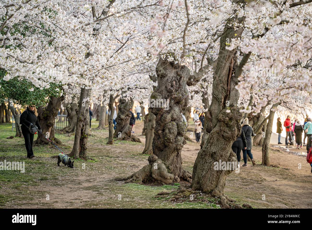 WASHINGTON DC, USA – Besucher genießen die Kirschblüten in voller Blüte am Tidal Basin in Washington DC. Das jährliche Spektakel rosa und weißer Blumen zieht Tausende von Touristen und Einheimische gleichermaßen an, die unter den Baumkronen der Yoshino-Kirschbäume spazieren gehen. Diese Frühlingstradition markiert den Höhepunkt des National Cherry Blossom Festival, bei dem das Geschenk von Bäumen aus Japan in die Vereinigten Staaten von 1912 gefeiert wird. Stockfoto