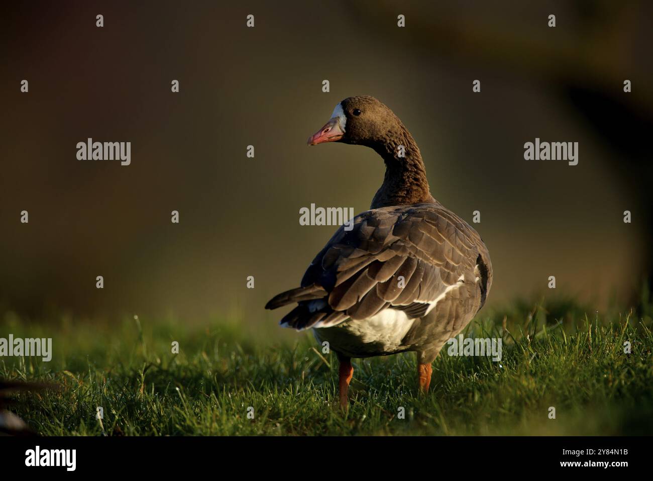 Eine Weißfrontgans auf einer Weide am Niederrhein Stockfoto