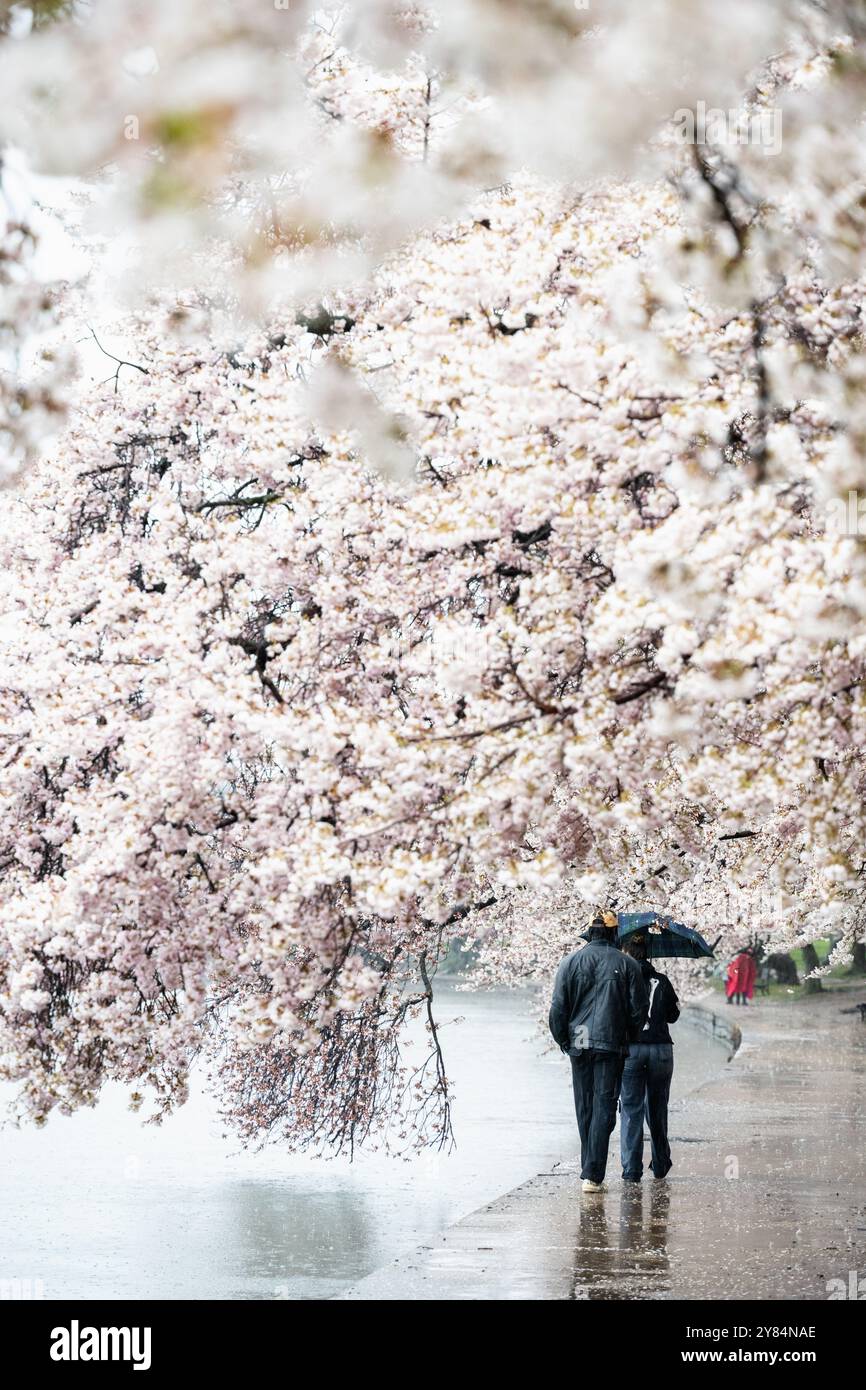 WASHINGTON DC, USA – Besucher trotzen dem Regen, um die berühmten Kirschblüten in voller Blüte rund um das Tidal Basin in Washington DC zu sehen und zu fotografieren. Unbeeindruckt von nassem Wetter treffen sich Touristen und Einheimische, bewaffnet mit Regenschirmen und Regenmänteln, um das jährliche Spektakel der rosa und weißen Blumen während des National Cherry Blossom Festival zu erleben. Die nebelige Atmosphäre bildet eine einzigartige und romantische Kulisse für das legendäre Frühlingsfest. Stockfoto