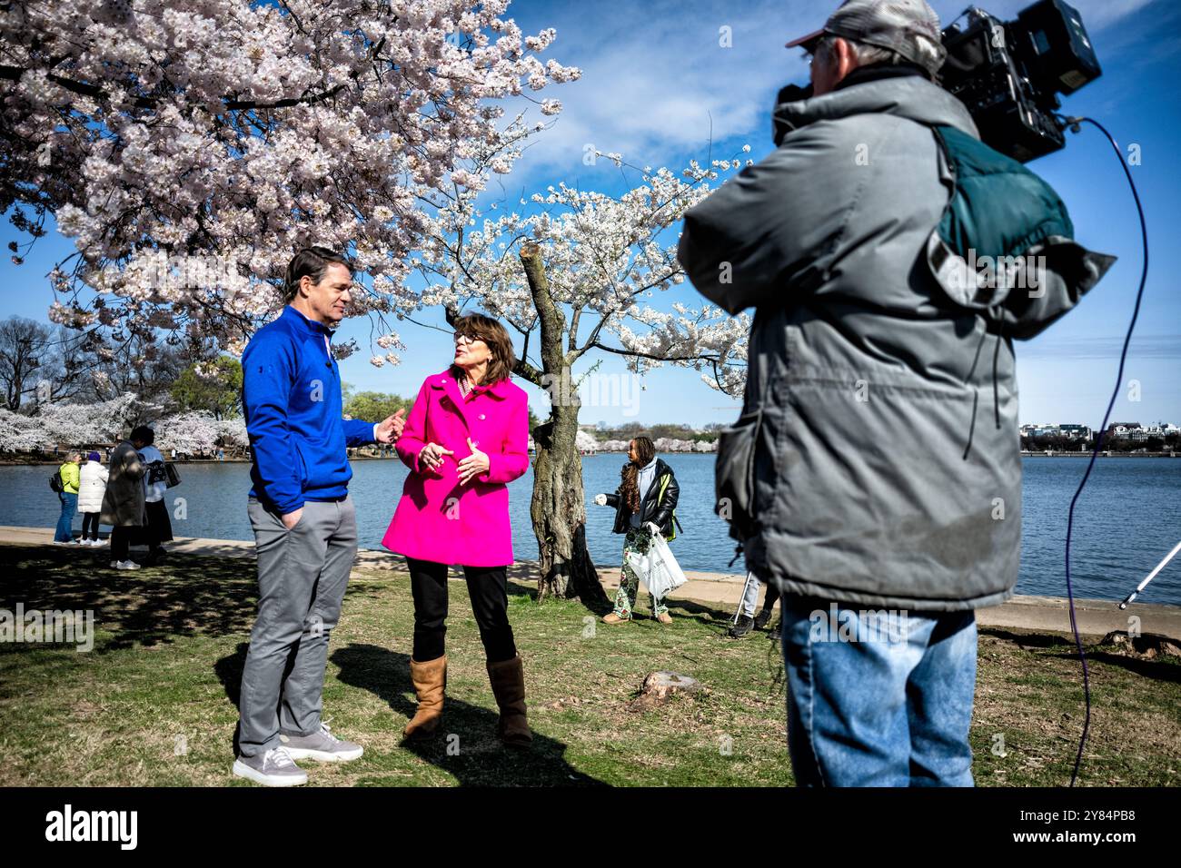 WASHINGTON DC, USA – Diana Mayhew, Präsidentin des National Cherry Blossom Festival, wird von einem lokalen Fernsehsender unter blühenden Kirschbäumen im Tidal Basin interviewt. Dieser Bereich des Tidal Basin ist für die Reparatur und den Wiederaufbau im Rahmen des Tidal Basin Seawall Reconstruction Project vorgesehen, was die Schnittpunkte von kulturellen Feiern und Infrastrukturproblemen verdeutlicht. Stockfoto