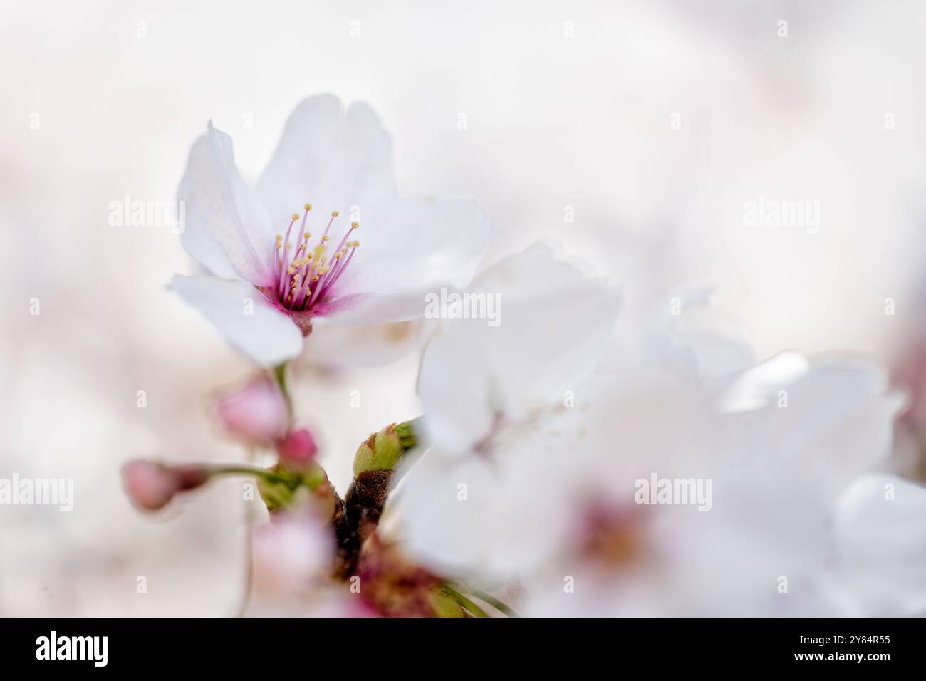 WASHINGTON D.C. – Bei Einer Nahaufnahme der Blüte der Yoshino-Kirsche (Prunus x yedoensis) wird ihre Struktur, einschließlich Staubgefäße und Blütenstempel, deutlich. Die Bäume, die sich entlang des Tidal Basin befinden, waren Teil eines Geschenkes aus Japan im Jahr 1912 und stehen im Mittelpunkt des jährlichen National Cherry Blossom Festival. Stockfoto