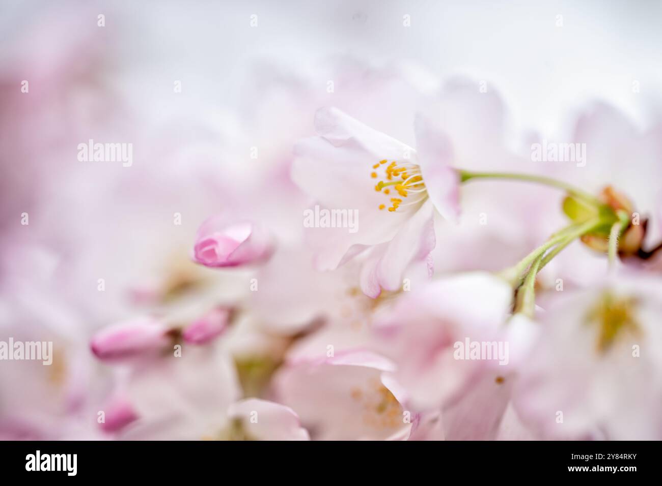 WASHINGTON DC – dieses detailreiche Nahaufnahme-Bild zeigt die rosa-weißen Blüten einer Yoshino-Kirsche (Prunus x yedoensis) am Tidal Basin. Die blühenden Bäume sind die Hauptattraktion für das jährliche National Cherry Blossom Festival, bei dem das Geschenk der Bäume aus Japan im Jahr 1912 gefeiert wird. Stockfoto