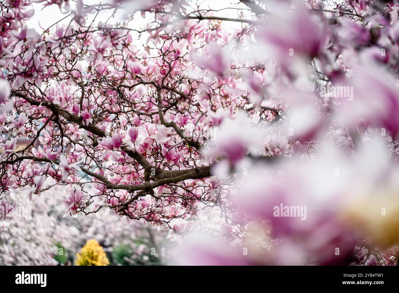 WASHINGTON DC, Vereinigte Staaten – im Enid A. Haupt Garten hinter dem Smithsonian Castle erblühen Unterteller-Magnolien. Diese im Frühjahr blühenden Bäume blühen typischerweise einige Wochen vor der berühmten Kirschblüte Washingtons. Der Garten im viktorianischen Stil bietet eine der ersten dramatischen Blumenarrangements der Frühlingssaison der Hauptstadt. Stockfoto