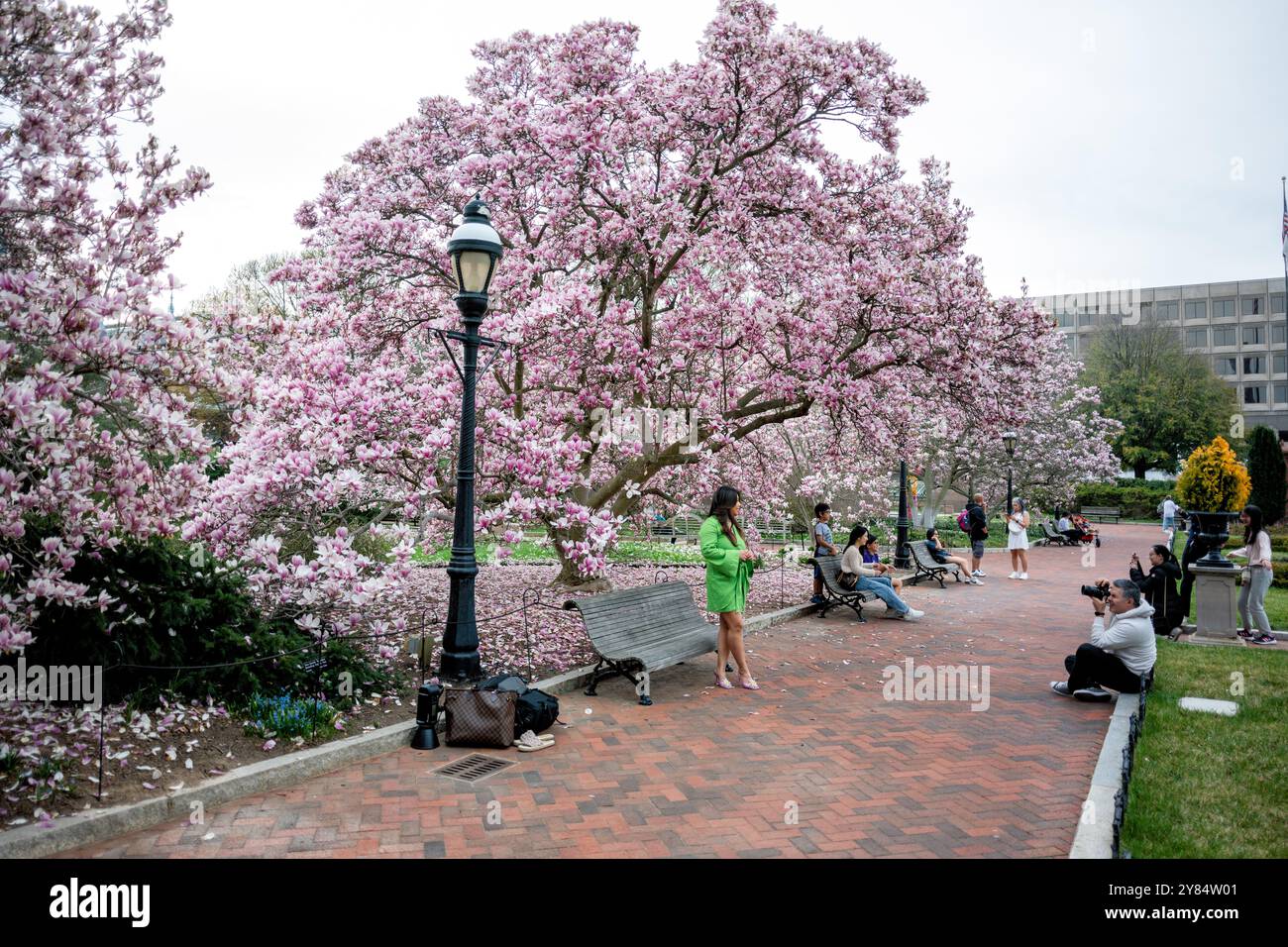 WASHINGTON DC – Saucer Magnolien blühen im Enid A. Haupt Garden auf dem Gelände des Smithsonian Castle. Diese im Frühjahr blühenden Bäume bieten eine der ersten Blumenarrangements der Saison in der Hauptstadt, die typischerweise mehrere Wochen vor der berühmten Kirschblüte der Stadt blühen. Der Garten im viktorianischen Stil ist ein beliebtes Ziel für Besucher und Bewohner. Stockfoto