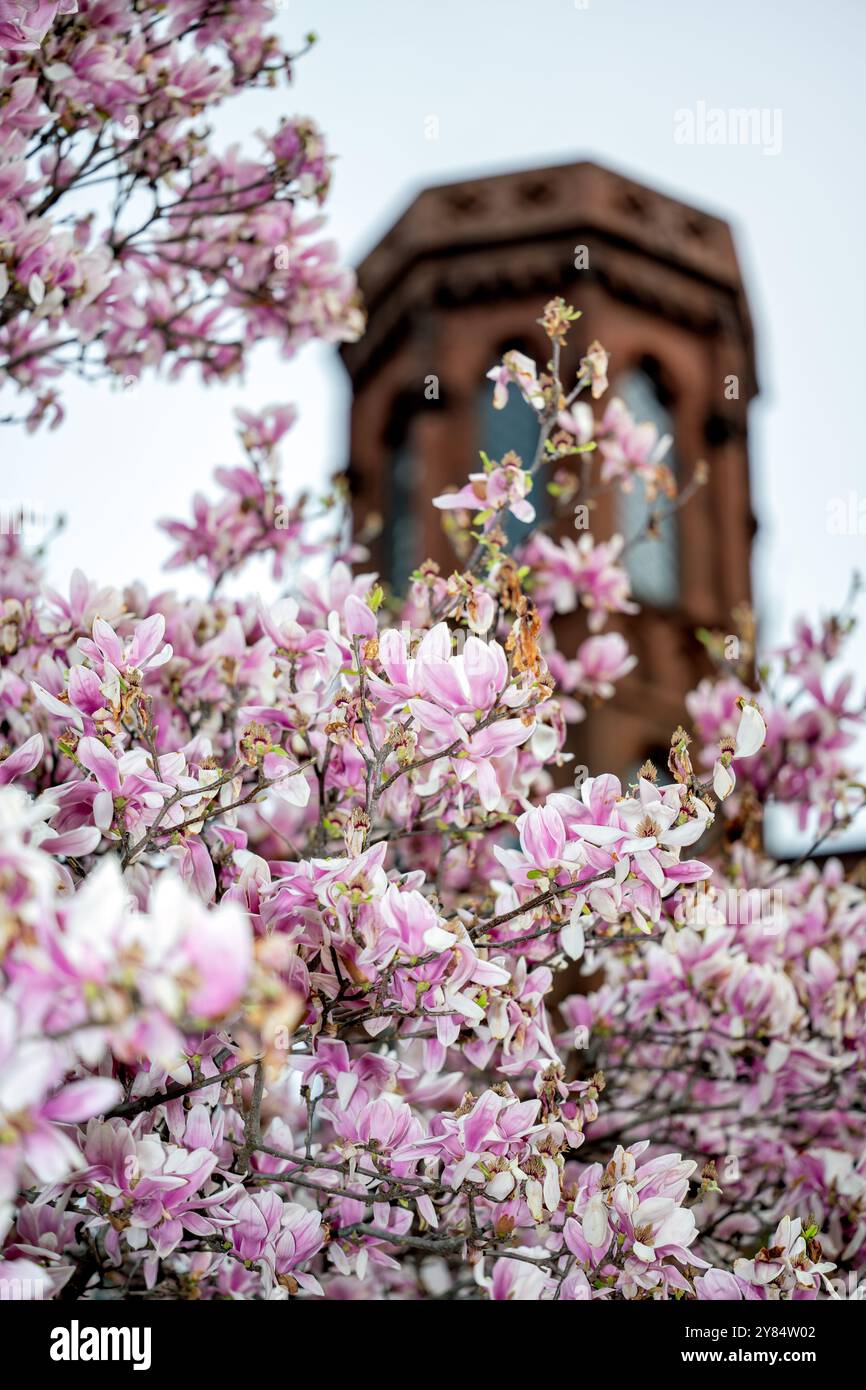 WASHINGTON DC – im Enid A. Haupt Garden blühen Unterteller-Magnolien, im Hintergrund ist das Smithsonian Castle zu sehen. Diese frühblühenden Bäume gehören zu den ersten Anzeichen des Frühlings in der Hauptstadt, die typischerweise mehrere Wochen vor der berühmten Kirschblüte der Stadt blühen. Der viktorianische Garten befindet sich auf dem Gelände der Smithsonian Institution in der National Mall. Stockfoto
