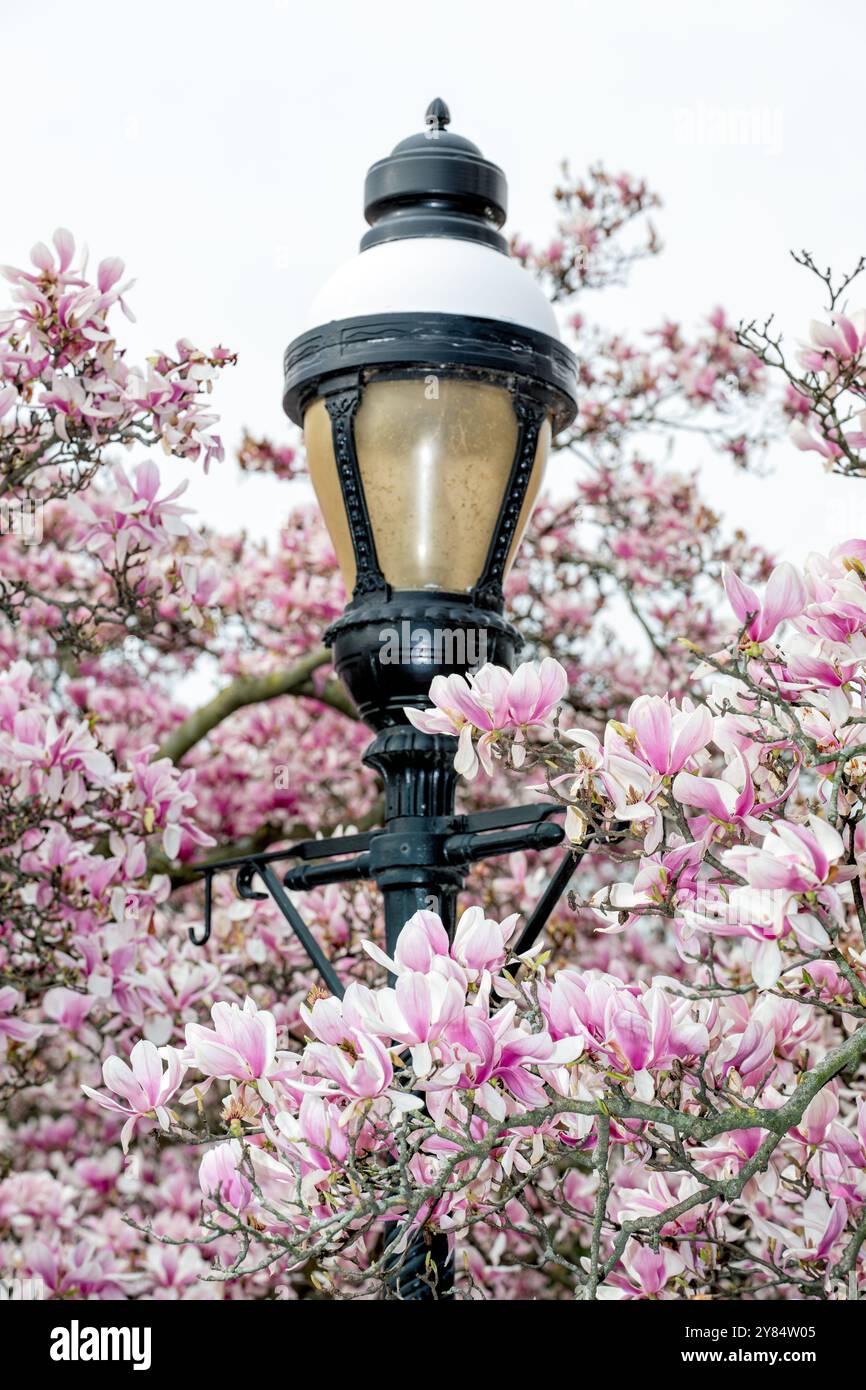 WASHINGTON DC, Vereinigte Staaten – Unterteller-Magnolien in voller Blüte im Enid A. Haupt Garten hinter dem Smithsonian Castle. Der Garten im viktorianischen Stil mit formellen Parterres und verschiedenen Pflanzen bietet eine farbenfrohe Frühlingsschau mit rosa und weißen Blüten der Magnolien, die die historische rote Backsteinfassade des Schlosses ergänzen. Dieser 4,2 Hektar große öffentliche Garten dient als dekorativer Eingang zu den Smithsonian Museen auf der Südseite der National Mall. Stockfoto