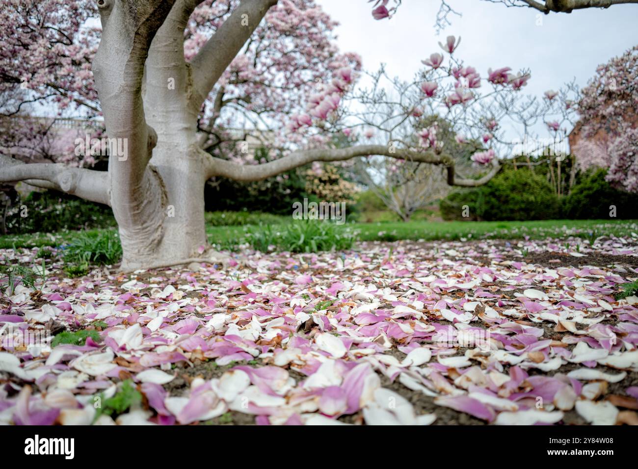 WASHINGTON DC – die Magnolienblüten der Untertassen blühen, während die gefallenen Blütenblätter den Boden im Enid A. Haupt Garden bedecken, der sich auf dem Gelände des Smithsonian Castle befindet. Diese Bäume gehören zu den ersten, die jedes Frühjahr in der Hauptstadt blühen und einige Wochen vor der bekannten Kirschblüte der Stadt blühen. Der Garten im viktorianischen Stil bietet eine der frühesten Blumenarrangements der Saison in der National Mall. Stockfoto
