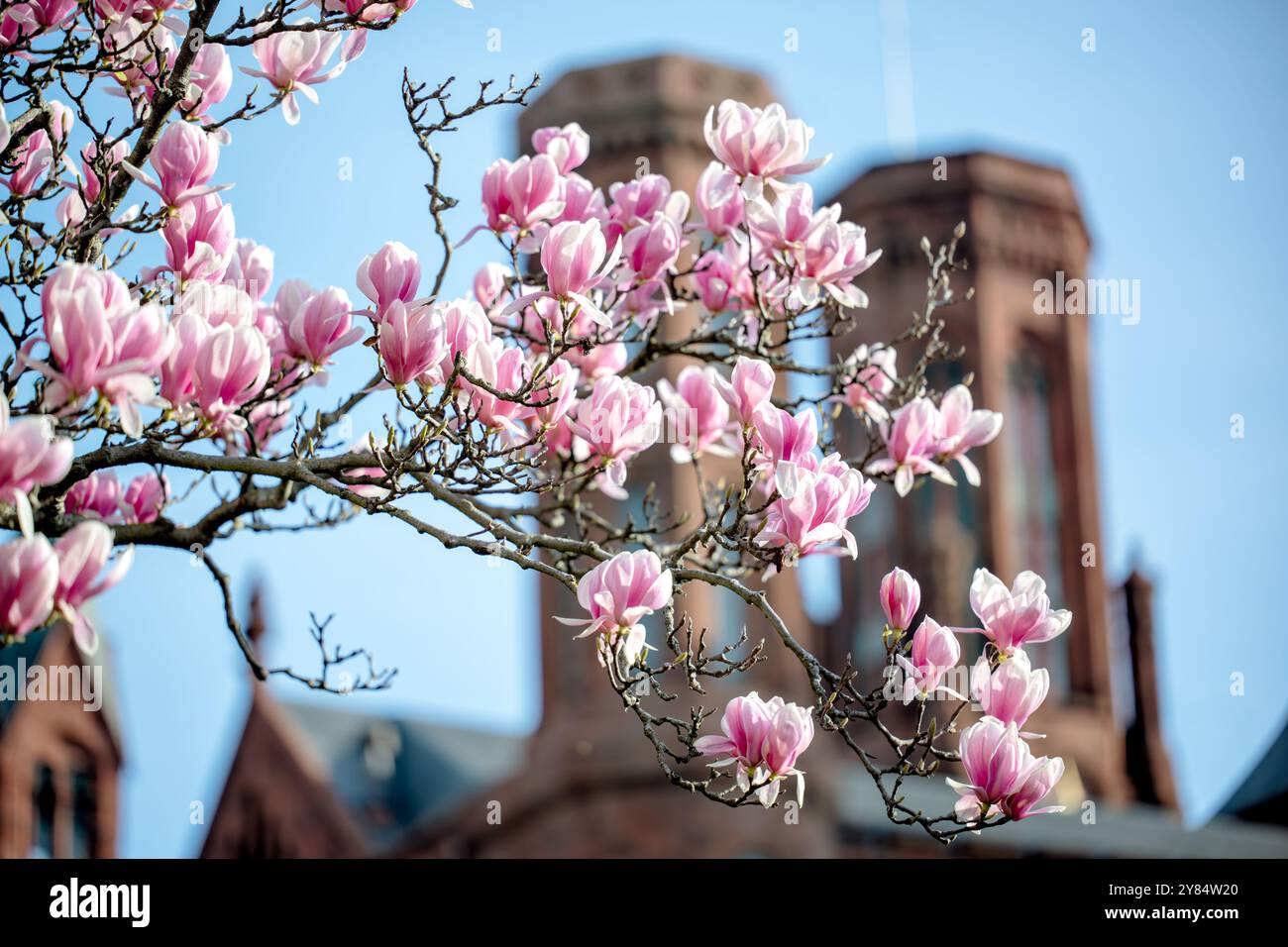 WASHINGTON DC – Untertassen-Magnolien blühen im Enid A. Haupt Garten mit dem Smithsonian Castle im Hintergrund. Diese frühblühenden Bäume bieten eine der ersten großen Blumenarrangements der Frühlingssaison in der Hauptstadt, die typischerweise mehrere Wochen vor der Kirschblüte der Stadt blüht. Der viktorianische Garten befindet sich auf dem Gelände der Smithsonian Institution. Stockfoto