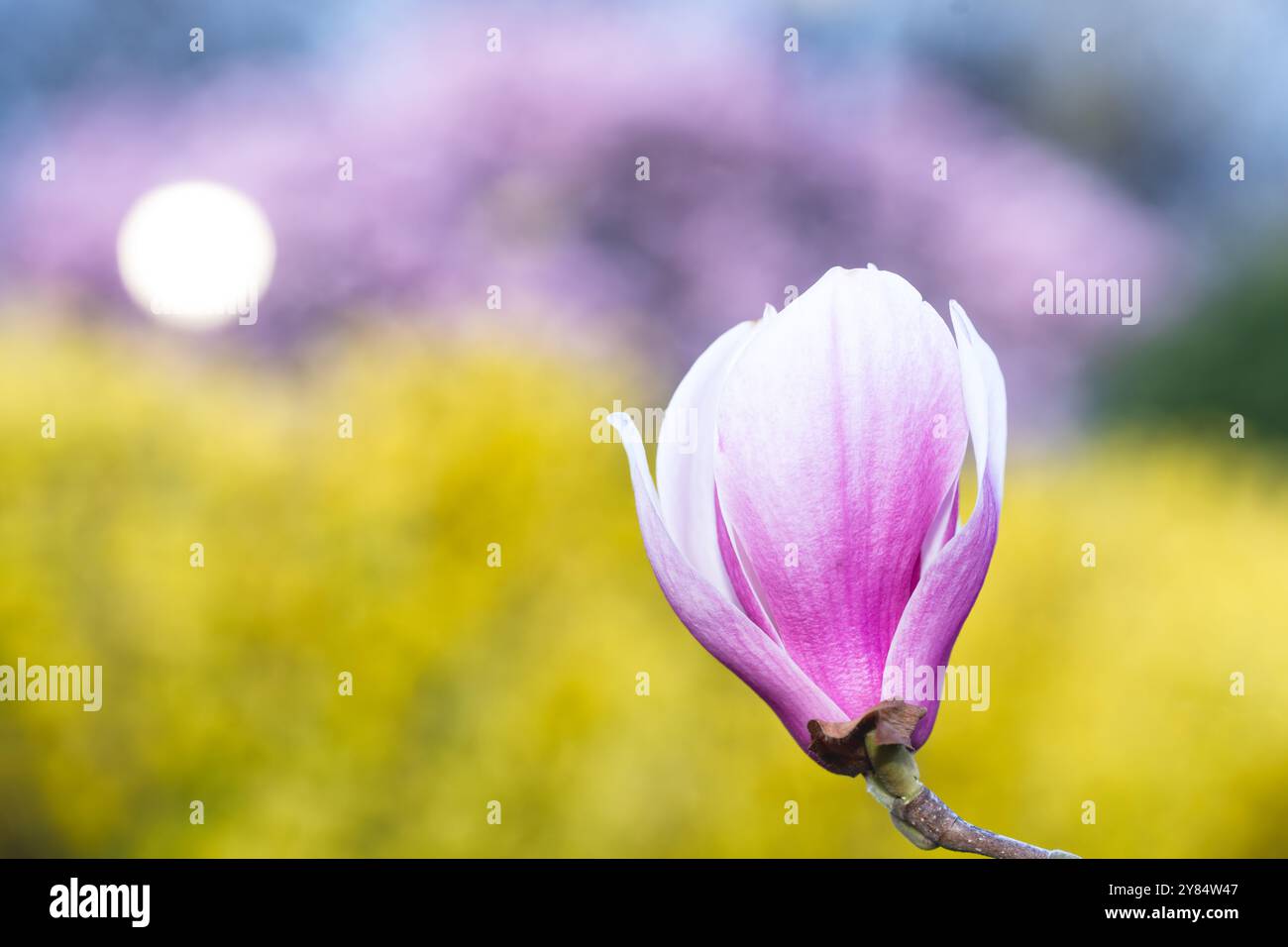 WASHINGTON DC – im Frühjahr blühen im Garten des George Mason Memorial die Magnolien der Untertassen. Diese blühenden Bäume gehören zu den ersten, die in der Stadt blühen und erscheinen typischerweise vor der Blütezeit der Kirschblüte. Die Gedenkstätte ehrt einen der Gründungsväter Amerikas. Stockfoto