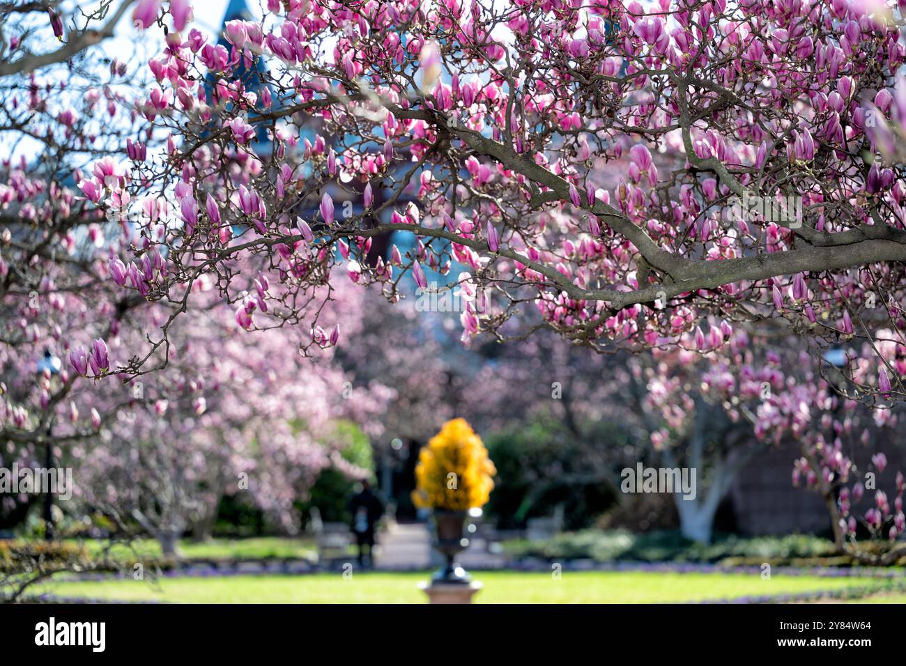 WASHINGTON DC – Magnolienblüten blühen im Enid A. Haupt Garden auf dem Gelände der Smithsonian Institution. Diese blühenden Bäume sind ein Merkmal des Gartens im frühen Frühjahr, und die Türmchen des Smithsonian Institution Building, auch bekannt als Castle, sind im Hintergrund zu sehen. Stockfoto