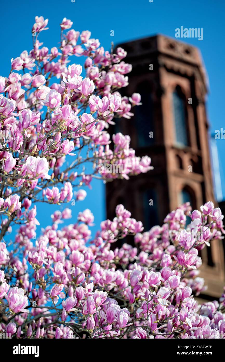 WASHINGTON DC, Vereinigte Staaten – Unterteller-Magnolien in voller Blüte im Enid A. Haupt Garten hinter dem Smithsonian Castle. Der Garten im viktorianischen Stil mit formellen Parterres und verschiedenen Pflanzen bietet eine farbenfrohe Frühlingsschau mit rosa und weißen Blüten der Magnolien, die die historische rote Backsteinfassade des Schlosses ergänzen. Dieser 4,2 Hektar große öffentliche Garten dient als dekorativer Eingang zu den Smithsonian Museen auf der Südseite der National Mall. Stockfoto