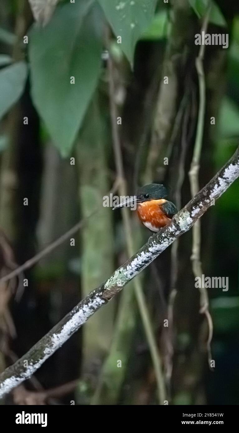 Amerikanischer Pygmäenvogel (Chloroceryle aenea) von Costa Rica Stockfoto