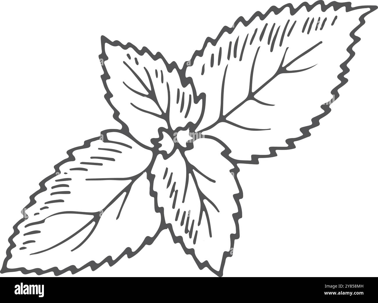 Minzblätter Gravur. Aromakräuter-Kochzutat Stock Vektor