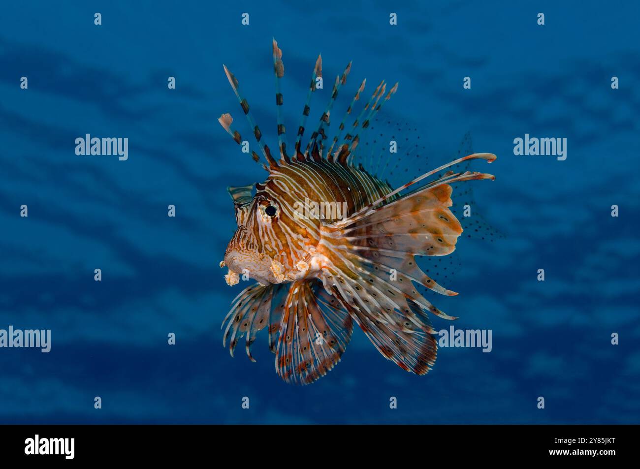 Schöne Nahaufnahme von Löwenfischen, die nahe an der Oberfläche schwimmen, blauer Hintergrund, lebhafte Farben Stockfoto