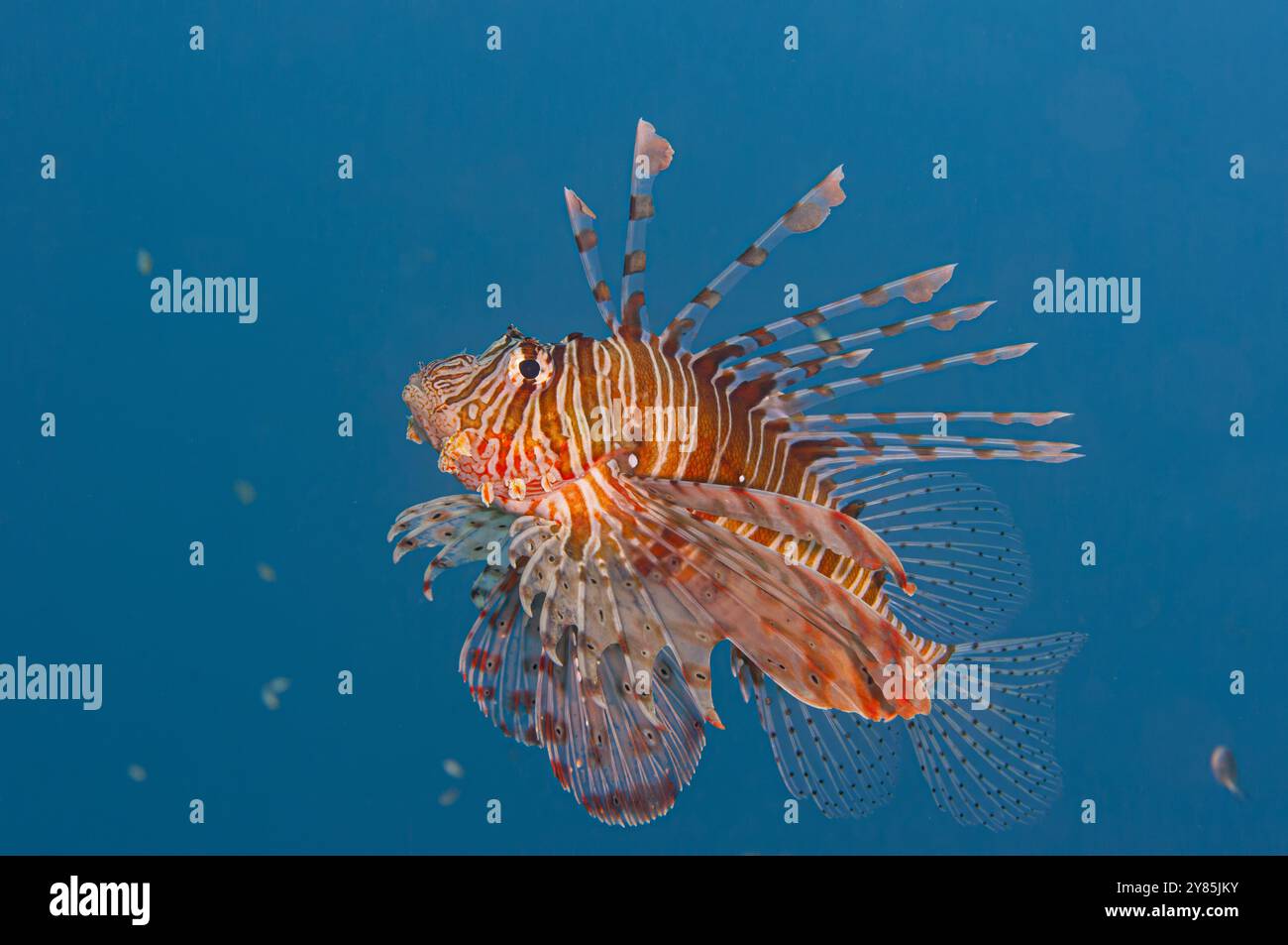Schöne Nahaufnahme von Löwenfischen, die nahe an der Oberfläche schwimmen, blauer Hintergrund, lebhafte Farben Stockfoto