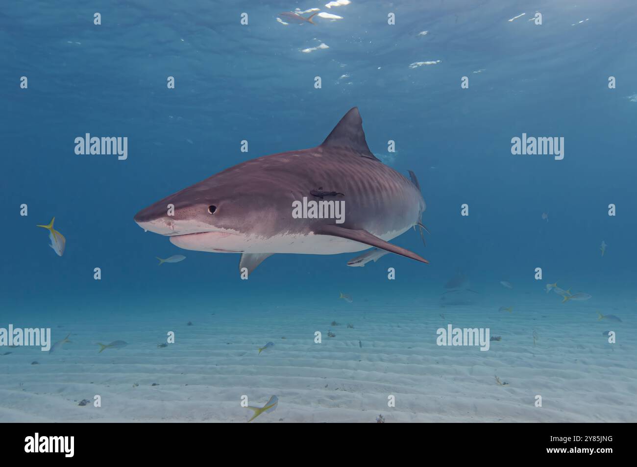 Schwangere Tigerhai im flachen blauen Wasser dreht sich vor der Kamera und zeigt seine markanten Tigerstreifen Stockfoto