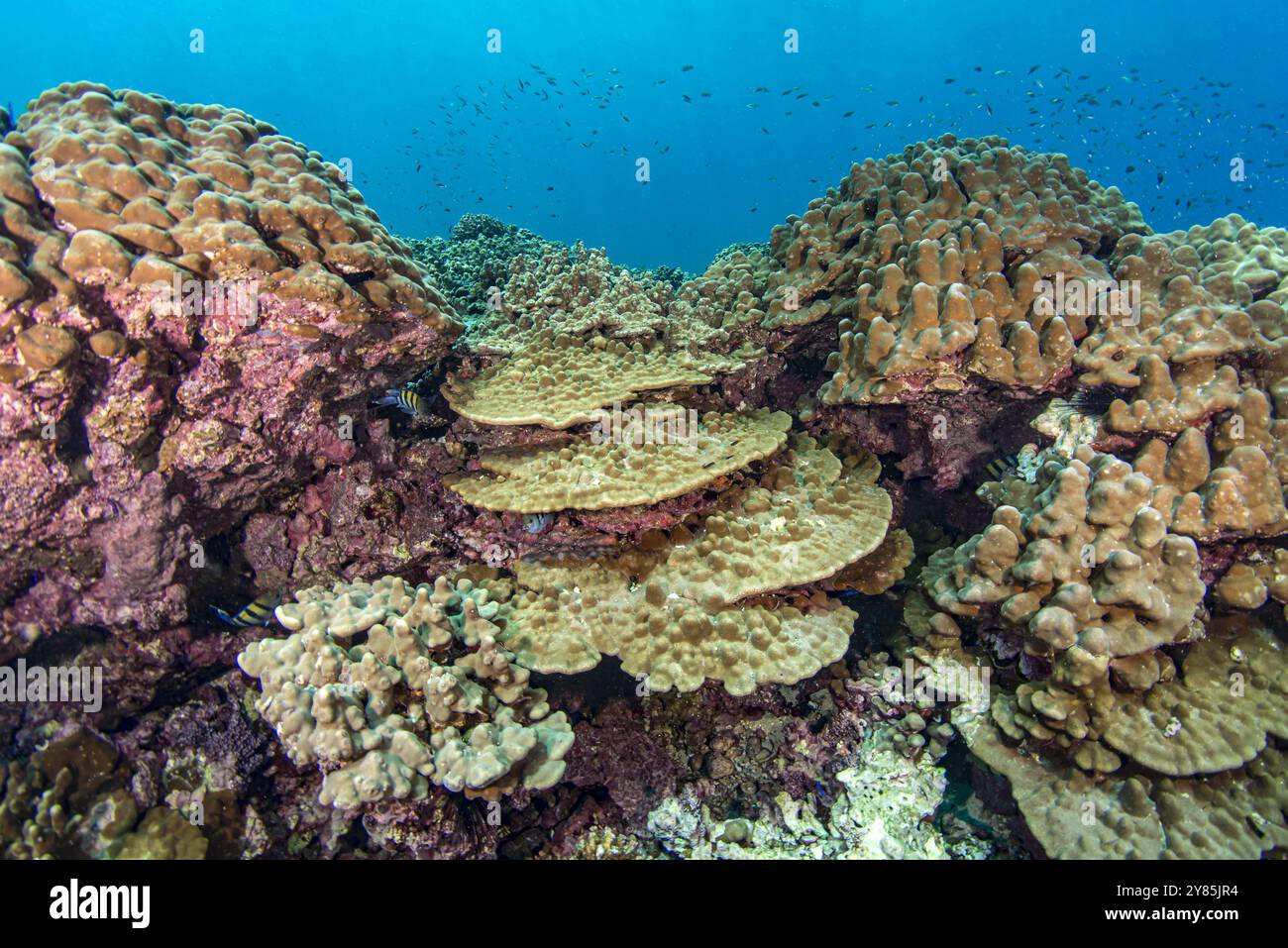 Reefscape mit Porites Coral Community Stockfoto