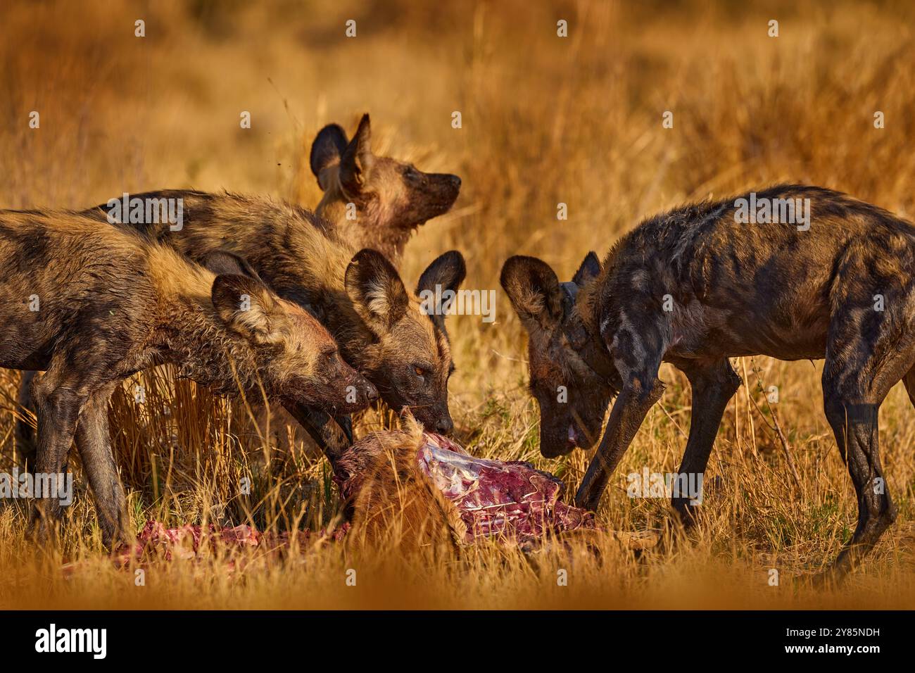 Wildhunde-Gruppe fangen Impala in der Natur, Khwai River in Botswana, Afrika. Wilder Hund im natürlichen Lebensraum, Tierwelt. Säugetierräuber ernähren sich von Fleischwagen Stockfoto