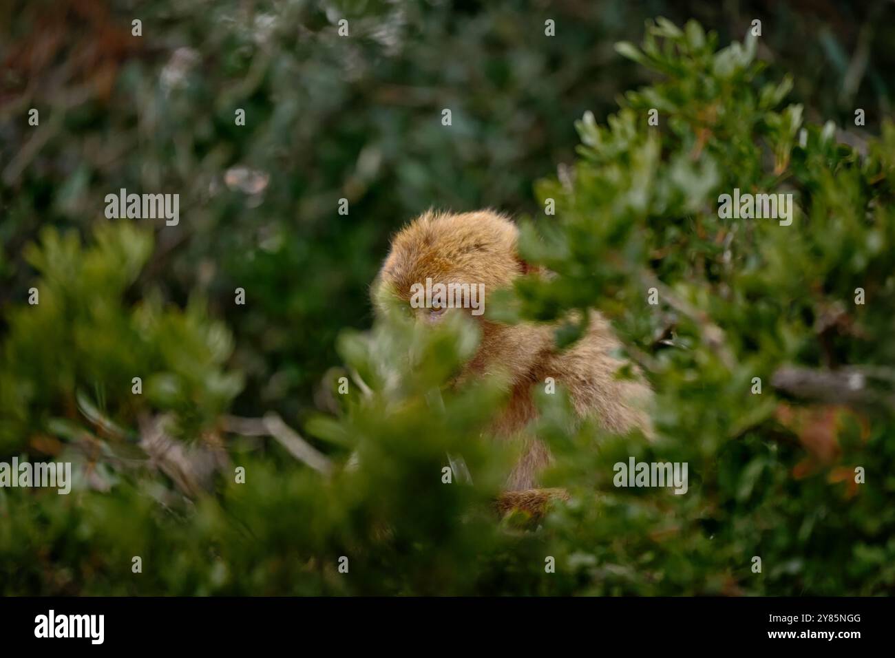 Versteckter Affe in der grünen Vegetation. Berbermakaken, Macaca sylvanus, wilder Affe in Gibraltar. Die einzige Affenart auf dem europäischen Kontinent Stockfoto