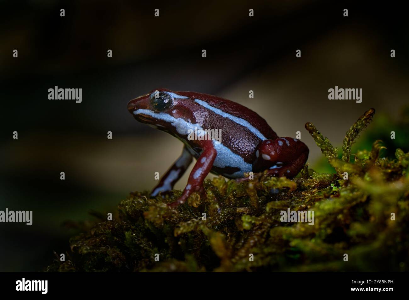 Anthonys Giftpfeilpfeilfrosch, Epipedobates anthonyi, rund um den Rio Saladillo, Argentinien. Blau und dunkelrot giftige Amphibien im Naturhabitat Stockfoto