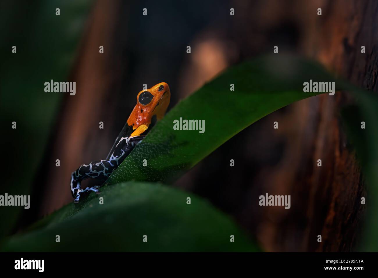 Ranitomeya fantastica Caynarachi, Rothaariger Giftfrosch im Naturwald. Dendrobatenfrosch aus Peru, Alto Caynarachi. Schön Stockfoto