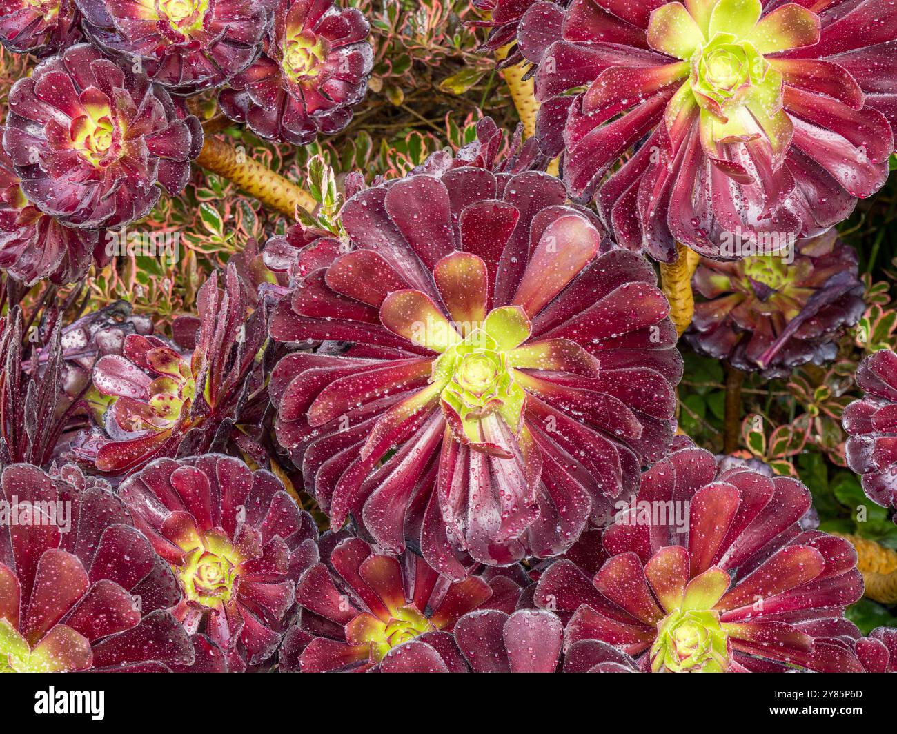 Schöner lila und lindgrüner Aeonium arboreum 'Atropurpureum' Hausleek Baum im Blue Hayes Hotel Garden, St. Ives, Cornwall, England, Stockfoto